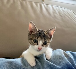 Portrait de chaton européen, adorable tête