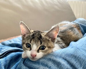 portrait de chaton européen 