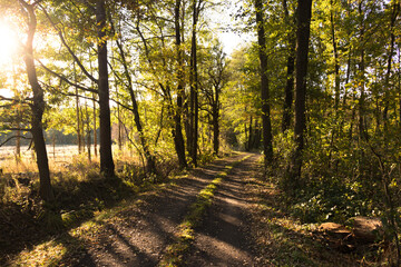 Sunny road, Kampinos National Park (Kampinoski Park Narodowy), Mazovia, Poland