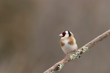 European Goldfinch Carduelis carduelis perched on a twig