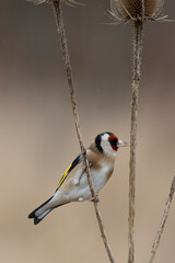 European Goldfinch Carduelis carduelis perched on a twig