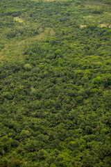 Obraz premium Aerial view of green forest. High quality photo