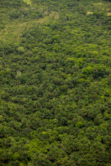 Obraz premium Aerial view of green forest. High quality photo