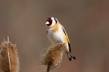 European Goldfinch Carduelis carduelis perched on a twig
