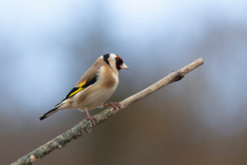 European Goldfinch Carduelis carduelis perched on a twig