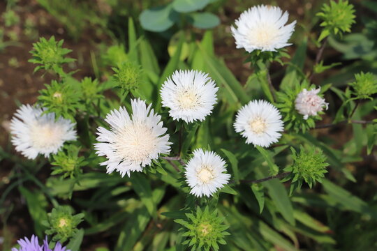初夏の庭に咲くストケシアの白い花
