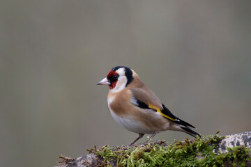 European Goldfinch Carduelis carduelis perched on a twig