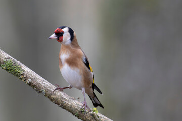 European Goldfinch Carduelis carduelis perched on a twig