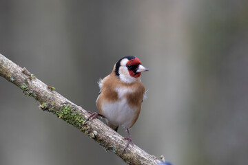 European Goldfinch Carduelis carduelis perched on a twig