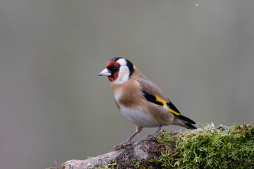 European Goldfinch Carduelis carduelis perched on a twig