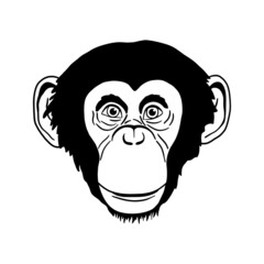 Portrait of monkey isolated on white background. Vector Head of Chimpanzees in line art style.