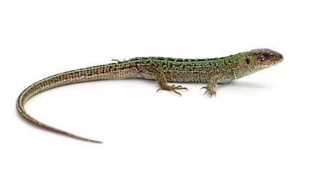 One green lizard.