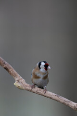 European Goldfinch Carduelis carduelis perched on a twig