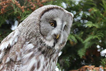great horned owl