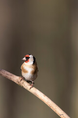 European Goldfinch Carduelis carduelis perched on a twig