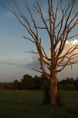 Fototapeta premium Dead tree in field with cloud in background