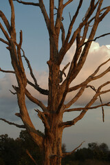 Naklejka premium Dead tree in field with cloud in background