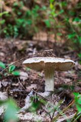 It's mushroom season! Mushrooms Picking in a Forest during fall season, in Provence, South of France.
