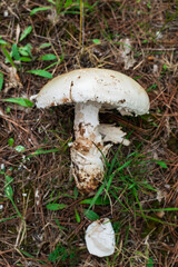 It's mushroom season! Mushrooms Picking in a Forest during fall season, in Provence, South of France.