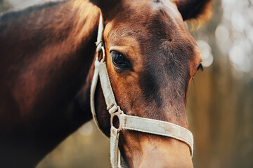 A close-up portrait of a bay beautiful cute colt with a halter on his muzzle. Livestock and agriculture. Horse life.