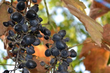 bunch of grapes