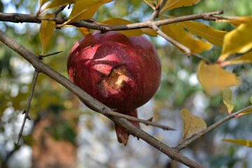 pomegranate fruit on tree