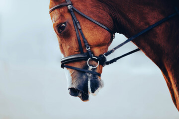 A close-up portrait of a beautiful bay horse with a bridle on its muzzle, which gallops quickly....