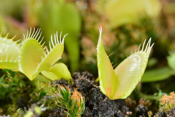 Bee-like fly insect approaching and being captured by Venus fly trap carnivorous plant