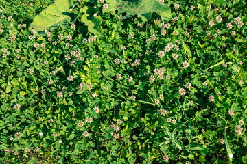 Clover flowers on green meadow in summer. Background from clovers flowers in grass. Natural background from a clovers flowers, space for your design or text. Herbs for Traditional Medicine