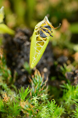 Bee-like fly insect approaching and being captured by Venus fly trap carnivorous plant