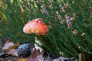 Toadstool (Amanita muscaria) grow on the forest floor in autumn