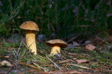 Sandröhrling (Suillus variegatus) auf dem Waldboden im Herbst 