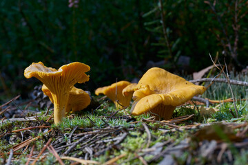 Pfifferlinge (Cantharellus cibarius) auf dem Boden in einem Wald im Herbst