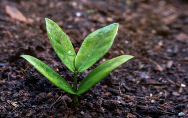 Young green plant growing on soil humus in the nature.