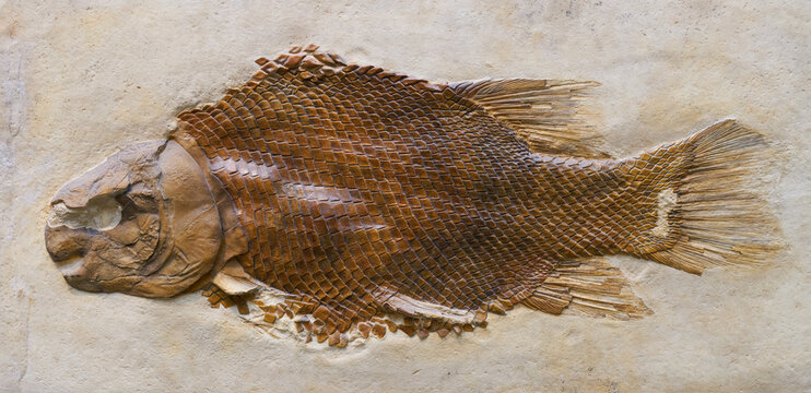 Versteinerung eines Dickschupperfisch Lepidotes maximus aus dem Erdzeitalter Jura. Fundst&uuml;ck aus einem Steinbruch.