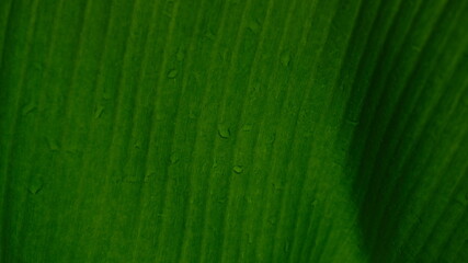 background water droplets on green leaves  banana leaf