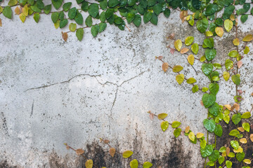 vintage cracked cement wall decorative with natural green climber plant