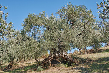 centenary olive tree