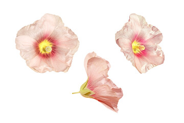 collection of pink mallow flowers isolated on white