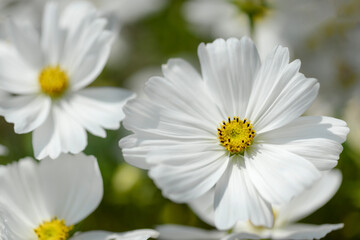 Fototapeta premium white cosmos flowers in garden