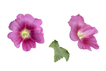 couple of purple mallow flowers isolated on white
