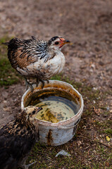big chicken sits on a can of water in the yard