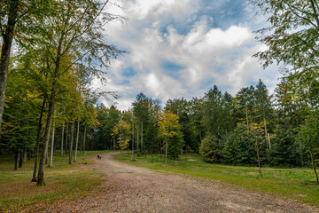 Fototapeta na wymiar The beech forest in early autumn