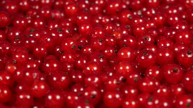 Closeup view 4k stock video footage of many organic riped red currant berries. Fruit background