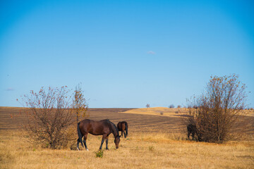 Fototapeta premium Horses graze under a clear sky