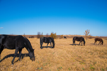 Horses graze under a clear sky