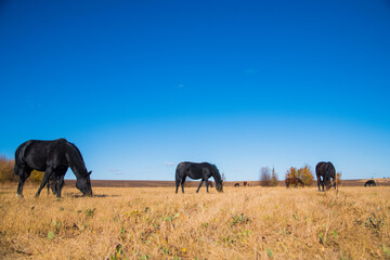 Obraz premium Horses graze under a clear sky