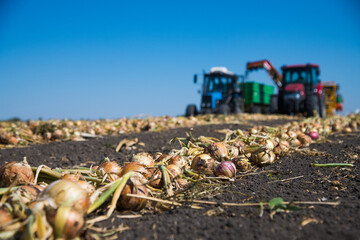 Field with onions for harvest