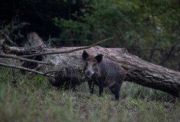 Wild boar standing in forest