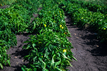 Fototapeta na wymiar Vegetable rows of pepper grow in the field